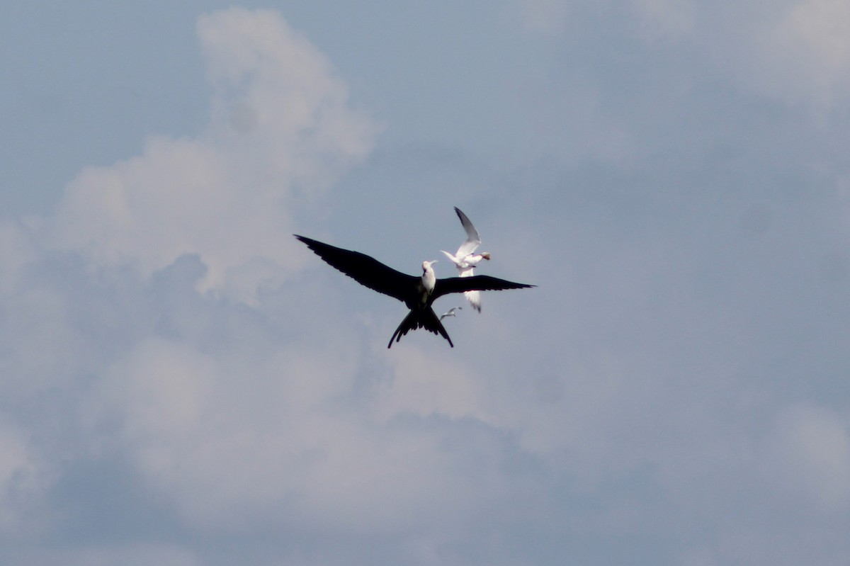 Magnificent Frigatebird - ML636047411