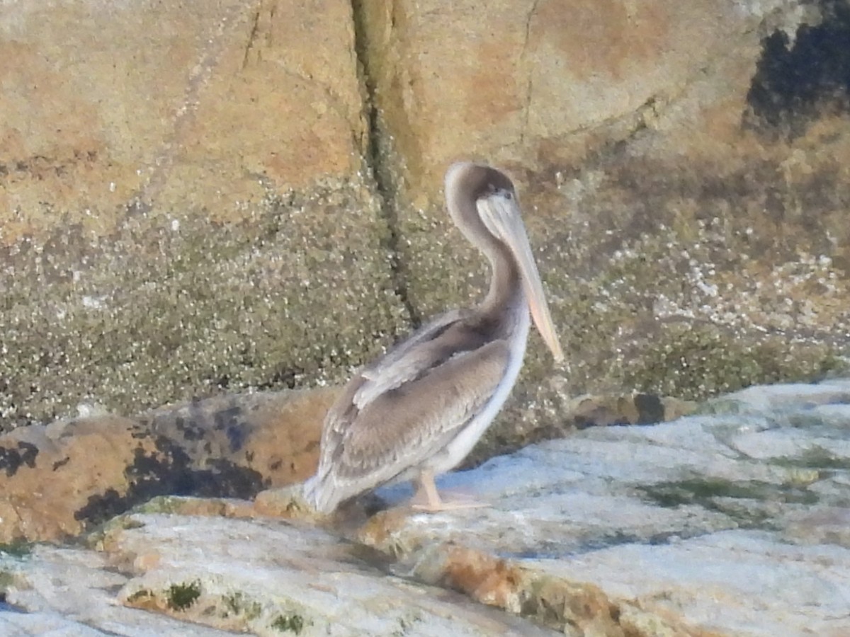 pelikán hnědý - ML636047418