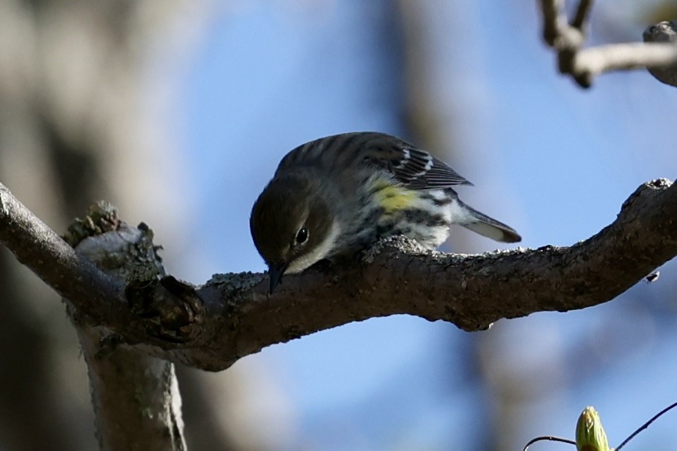 Yellow-rumped Warbler - ML636047431