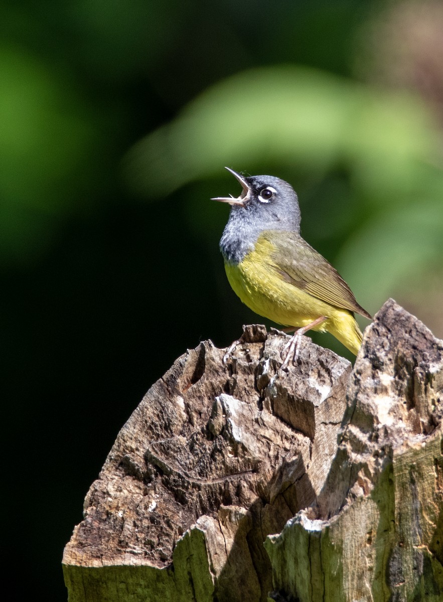 MacGillivray's Warbler - ML636047483