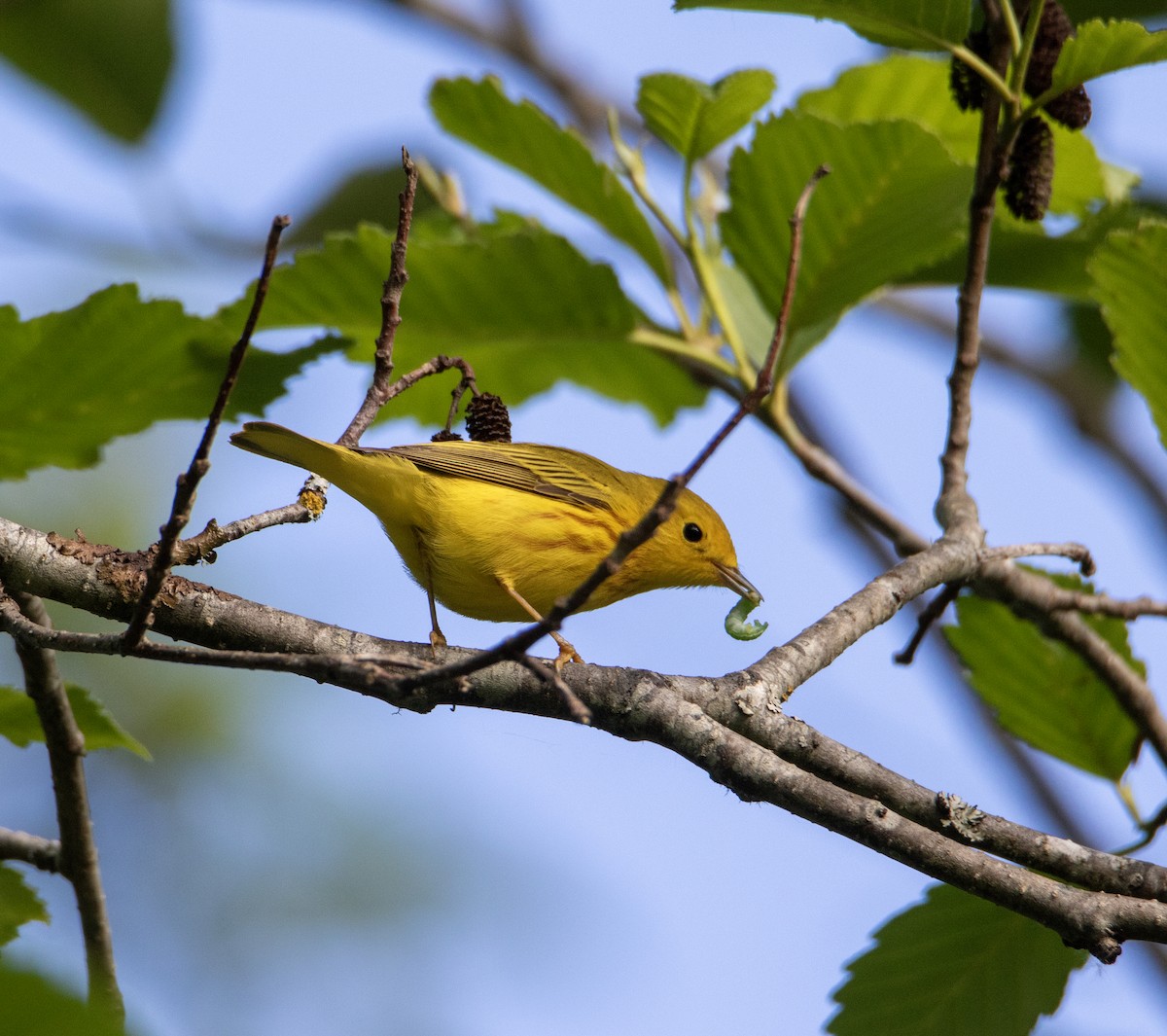 Northern Yellow Warbler - ML636047491