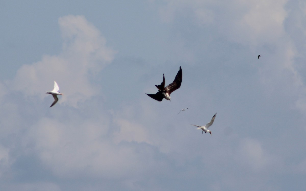 Magnificent Frigatebird - ML636047496