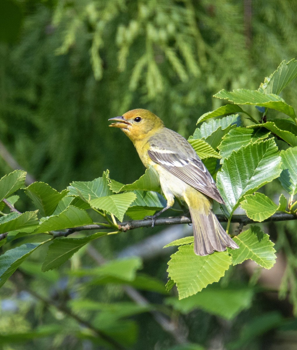 Western Tanager - ML636047501