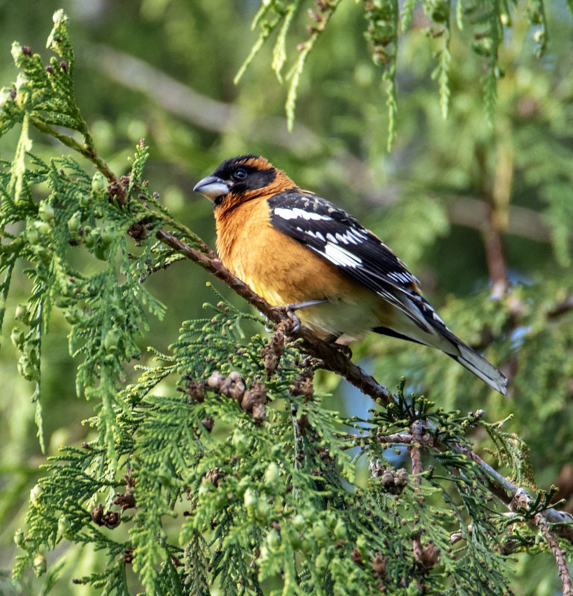 Black-headed Grosbeak - ML636047510