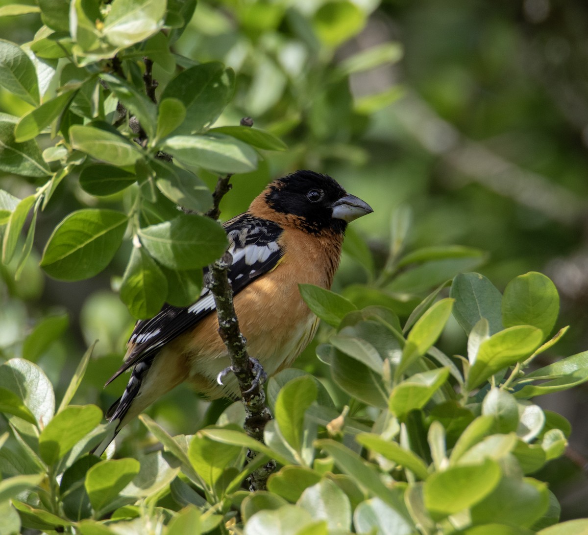 Black-headed Grosbeak - ML636047529