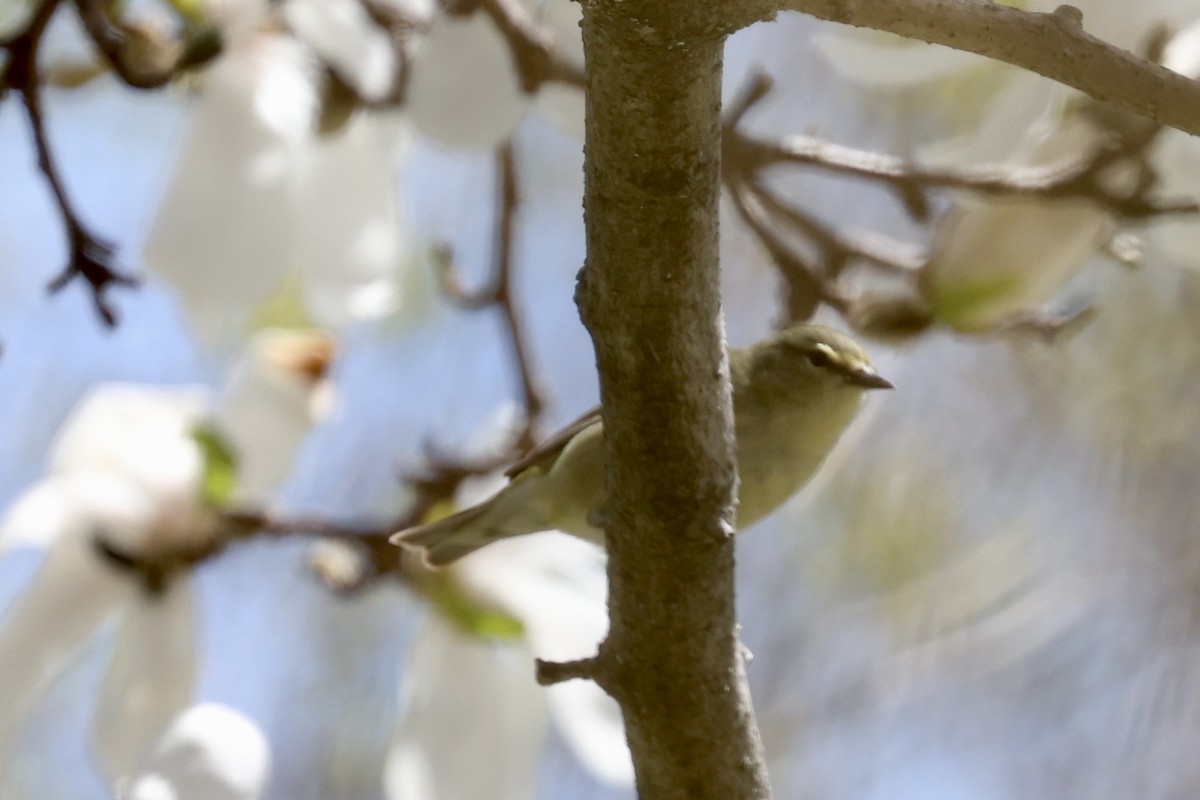 Tennessee Warbler - ML636047593