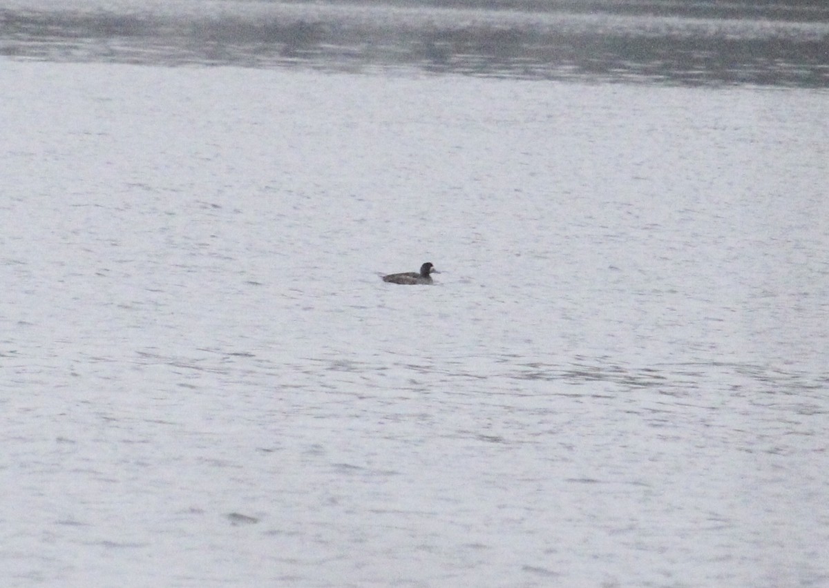 Greater Scaup - ML636047595