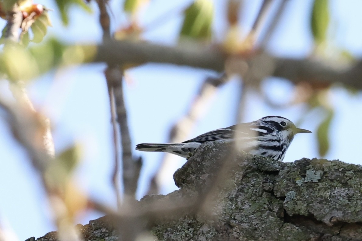 Black-and-white Warbler - ML636047611
