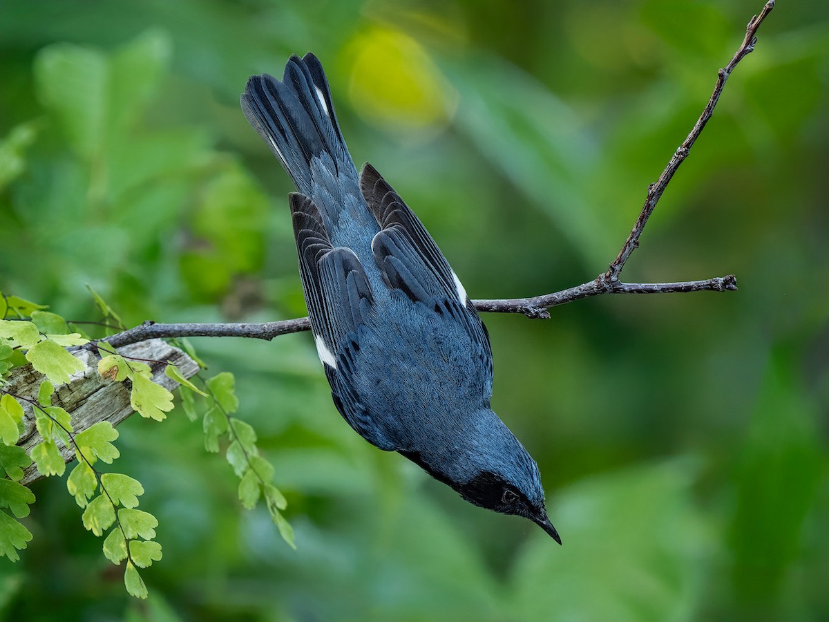 Black-throated Blue Warbler - ML636047638
