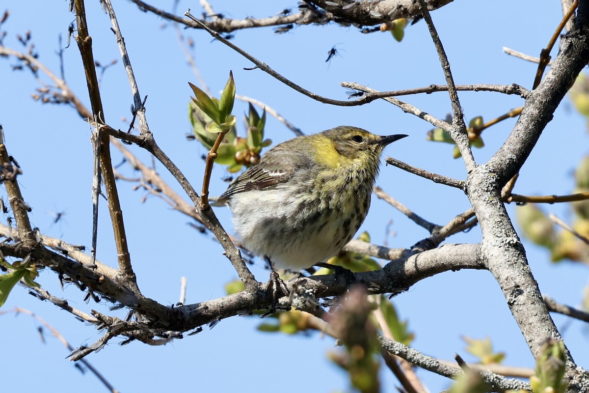 Cape May Warbler - ML636047739