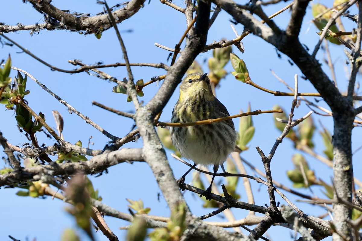 Cape May Warbler - ML636047740