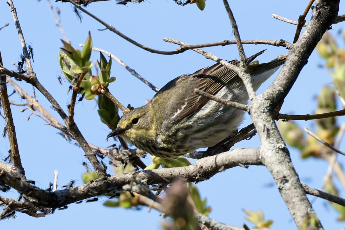 Cape May Warbler - ML636047741