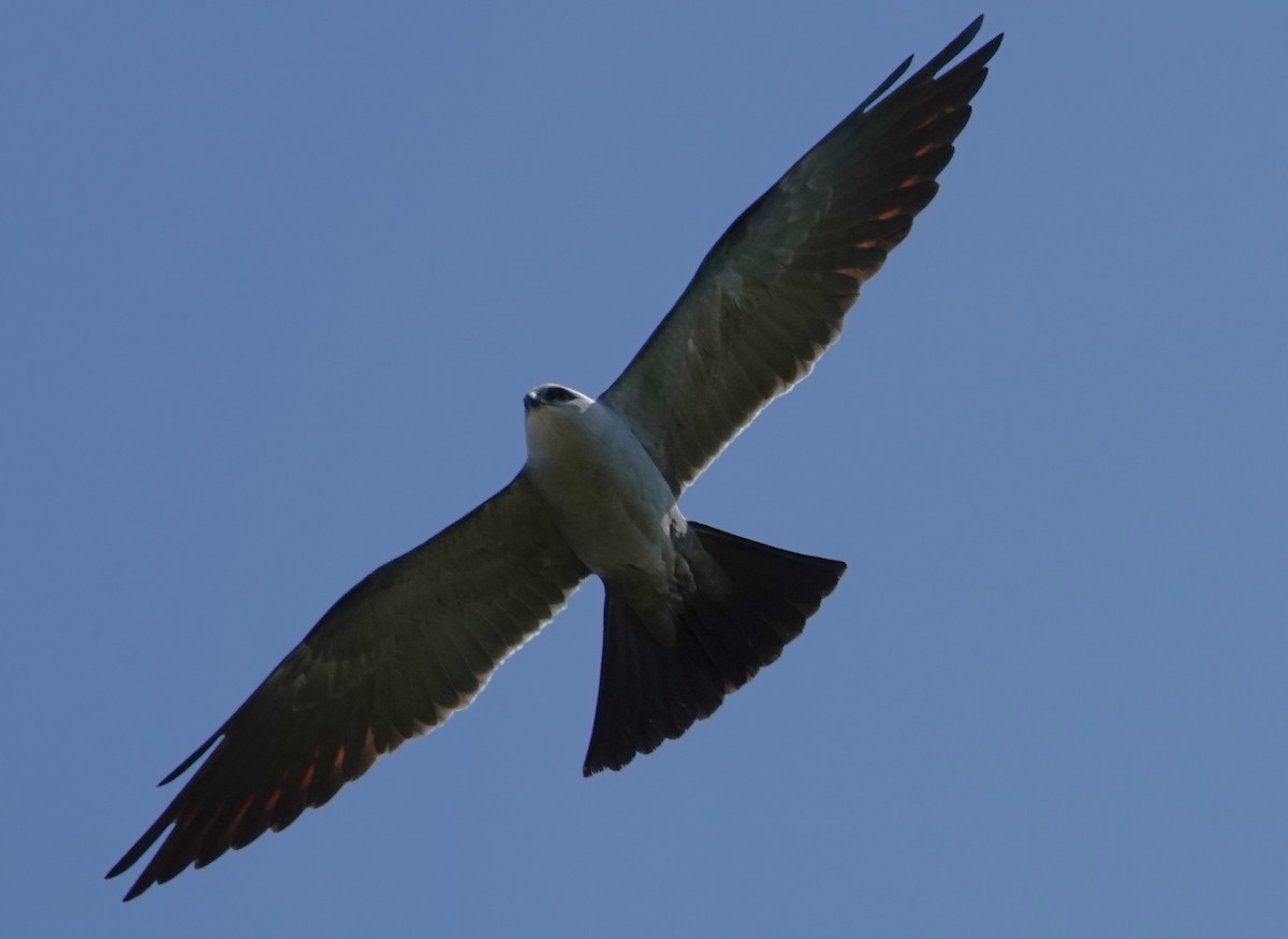 Mississippi Kite - ML636047789