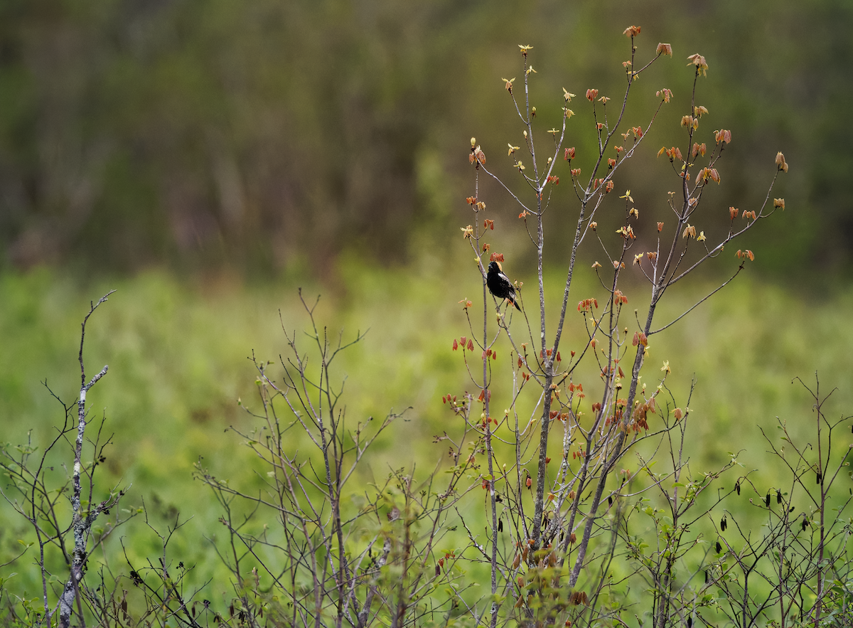 Bobolink - ML636047878
