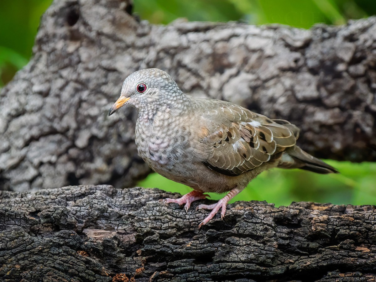 Common Ground Dove - ML636047890