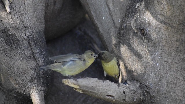 Lesser Goldfinch - ML636047930