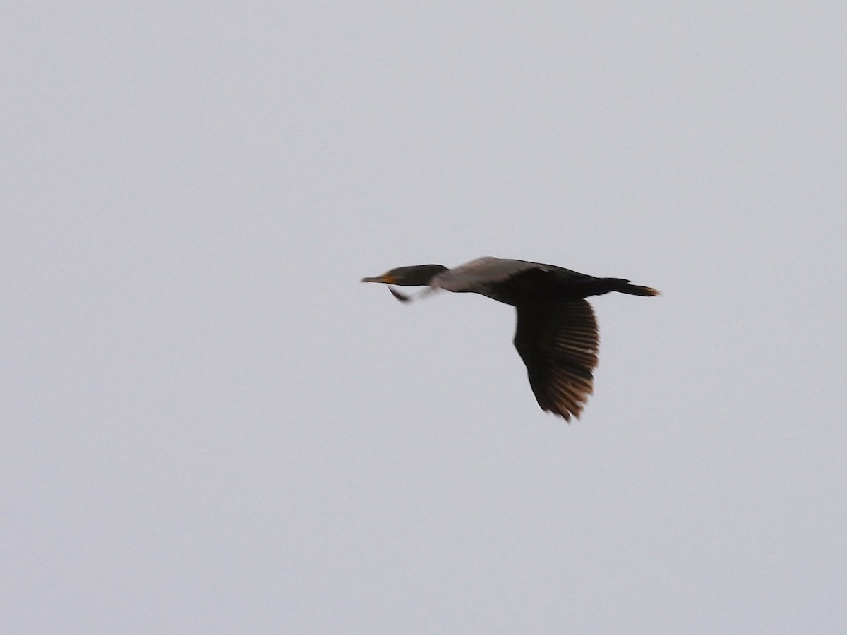 Cormoran à aigrettes - ML636047965