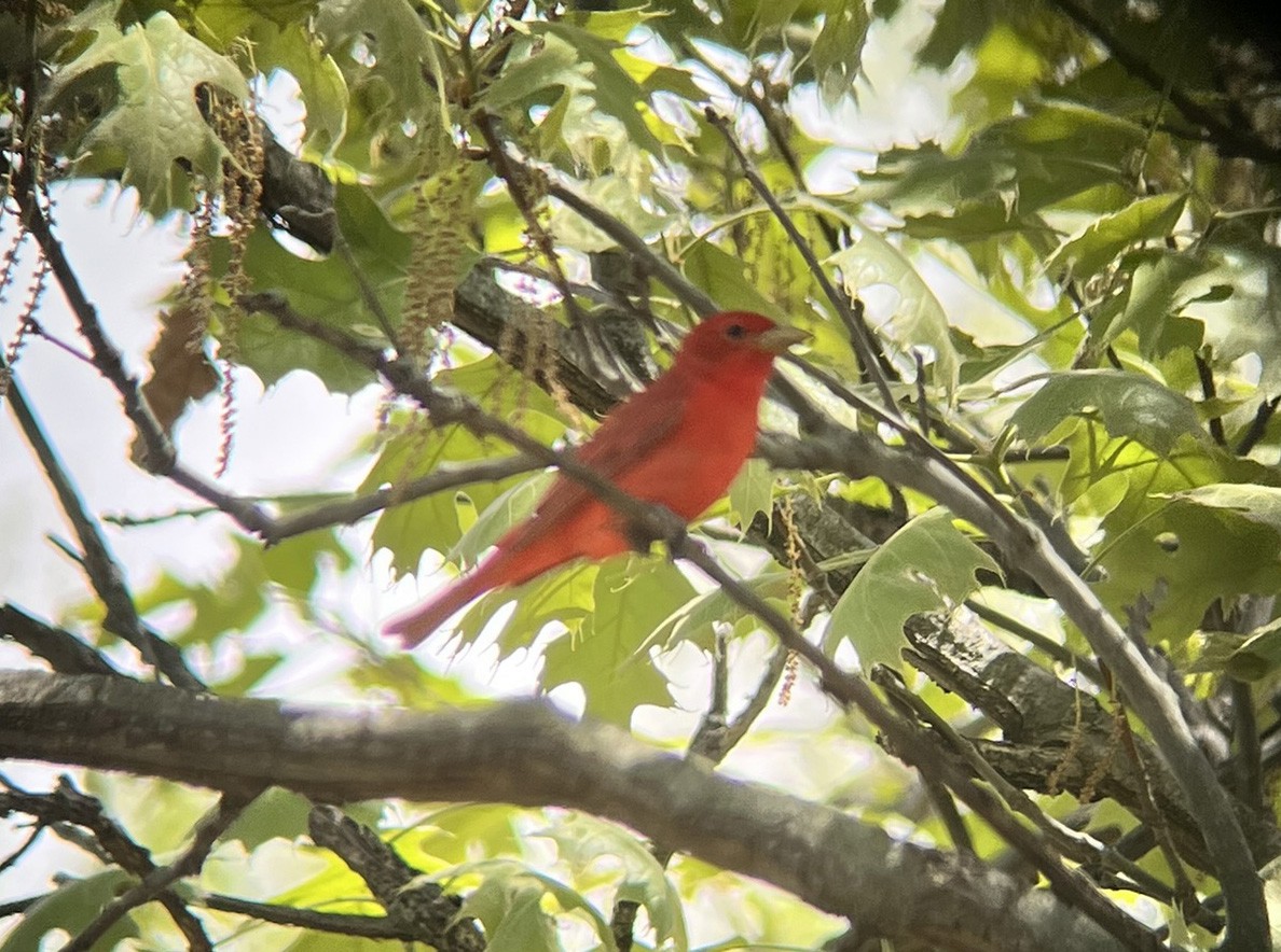 Summer Tanager - ML636047973