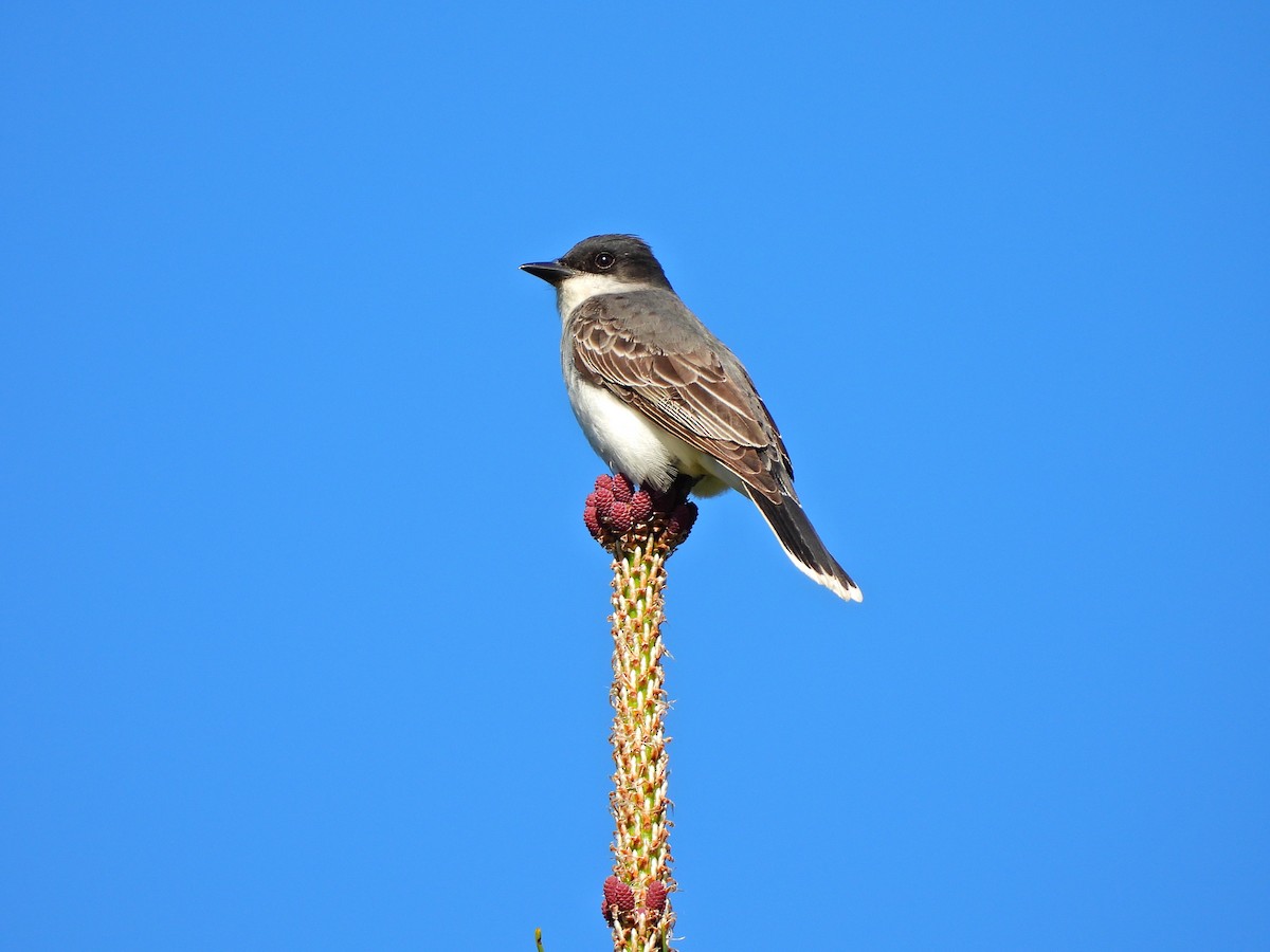 Eastern Kingbird - ML636048005