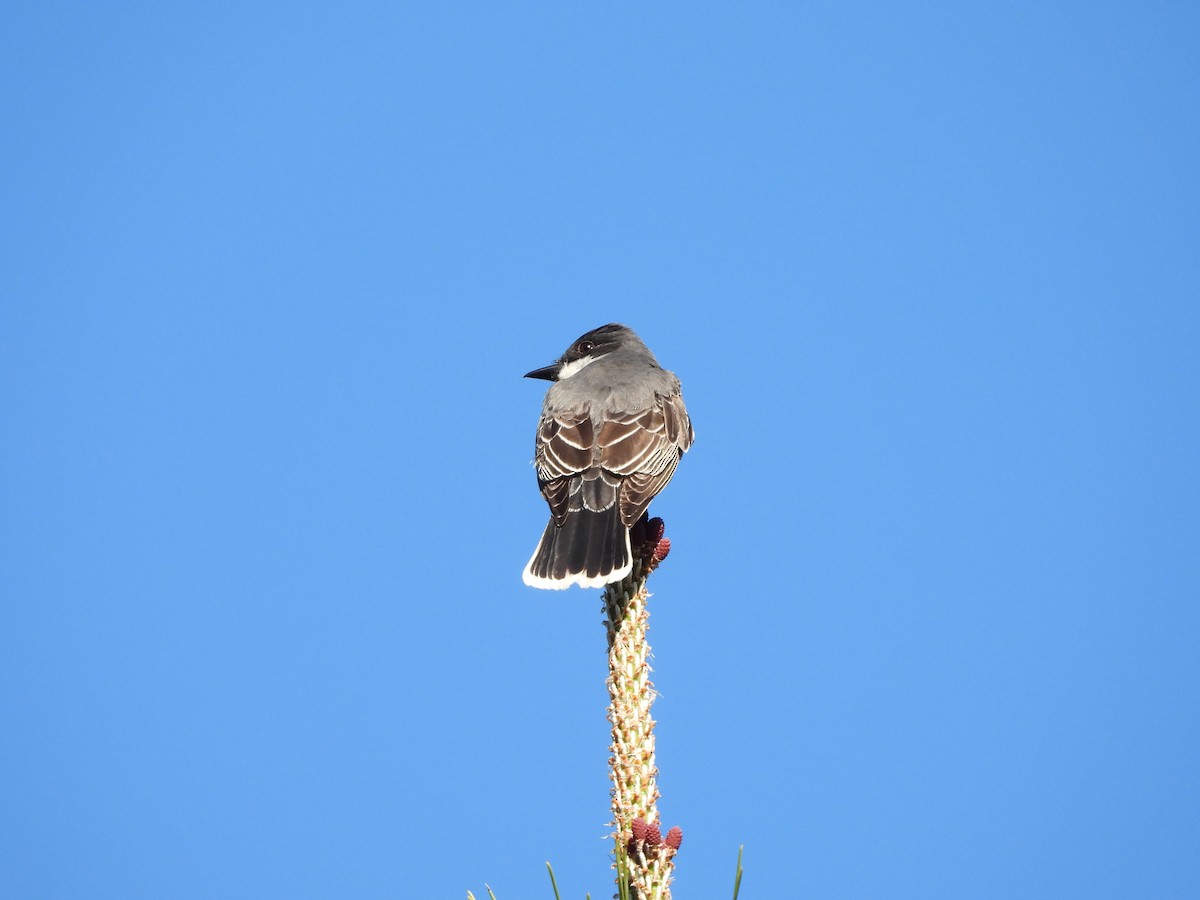 Eastern Kingbird - ML636048008