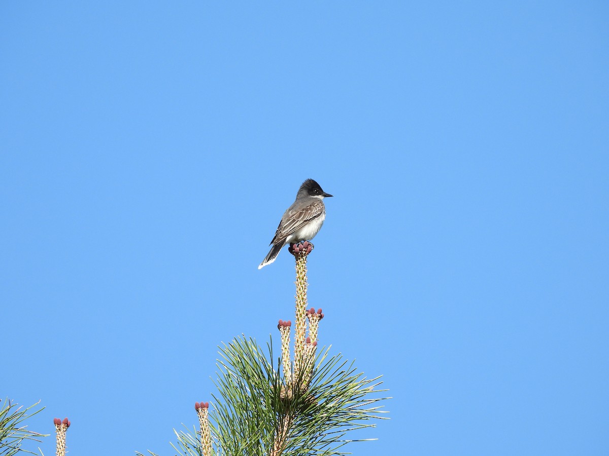 Eastern Kingbird - ML636048009