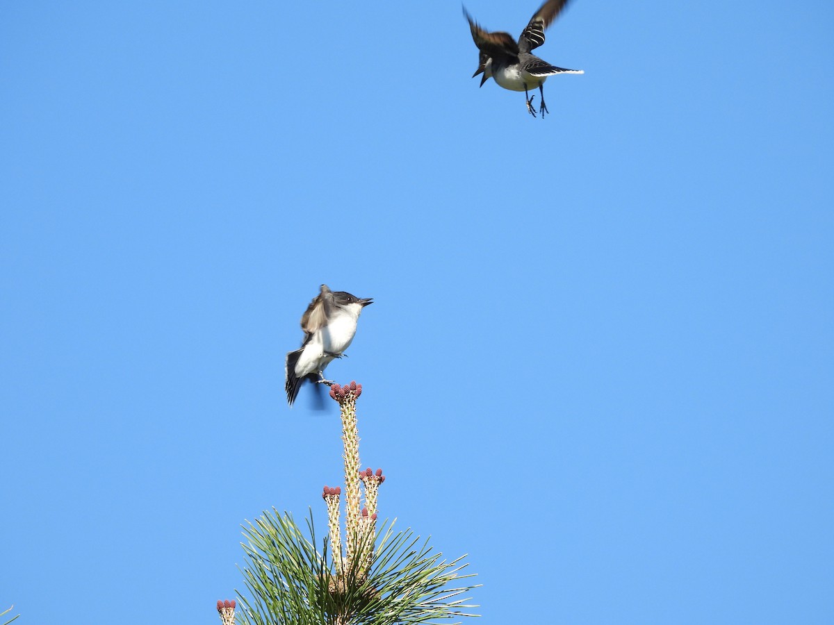 Eastern Kingbird - ML636048010
