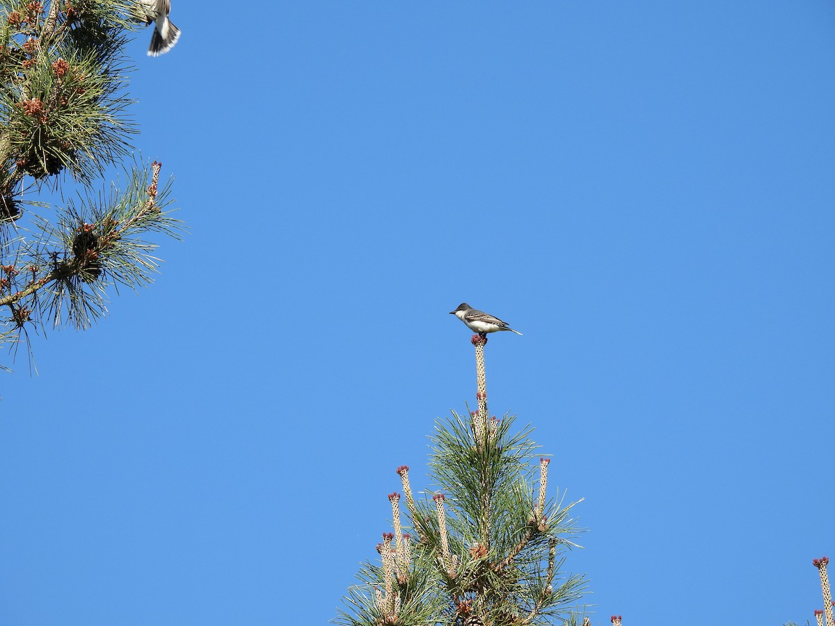 Eastern Kingbird - ML636048012