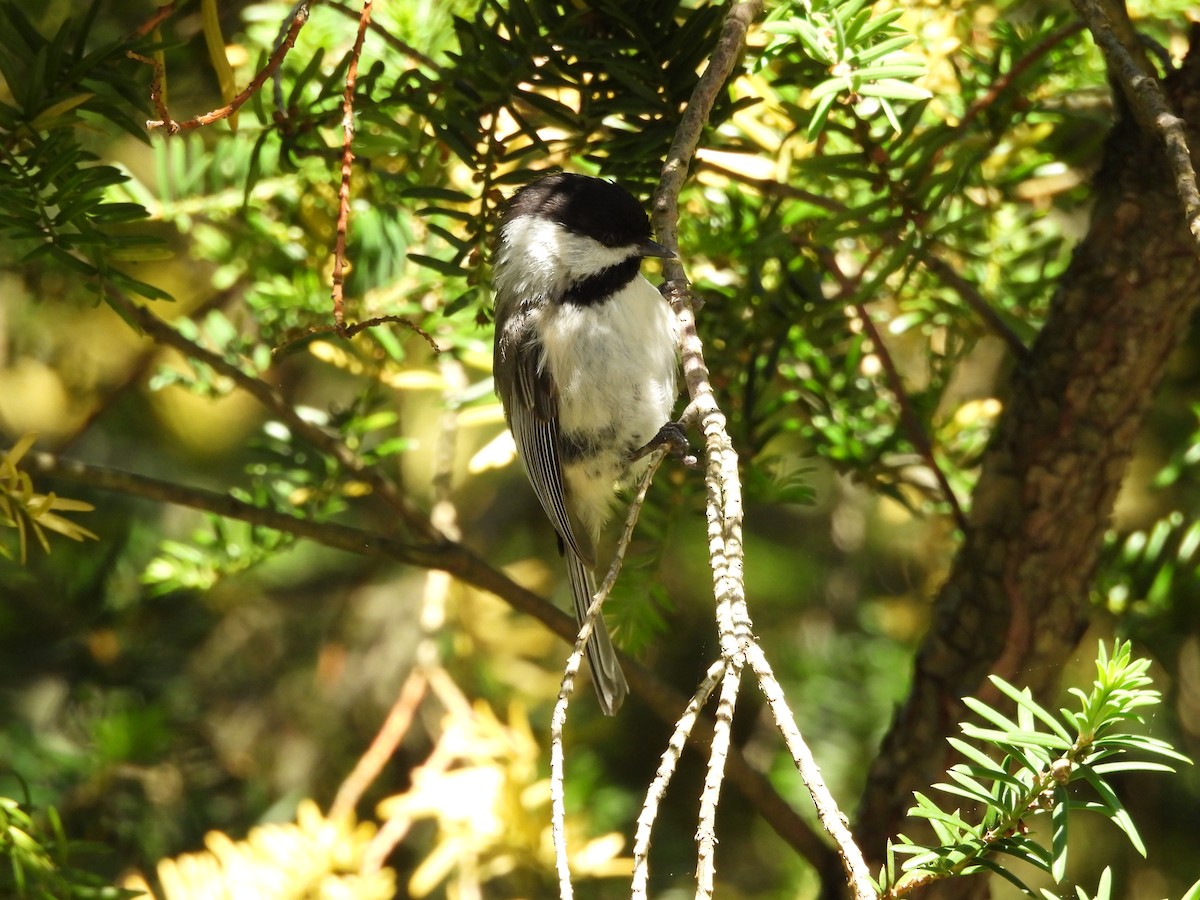 Mésange à tête noire - ML636048075