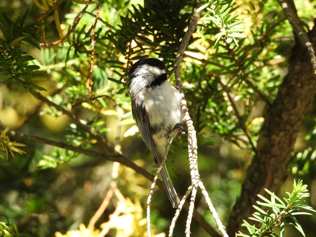 Mésange à tête noire - ML636048077