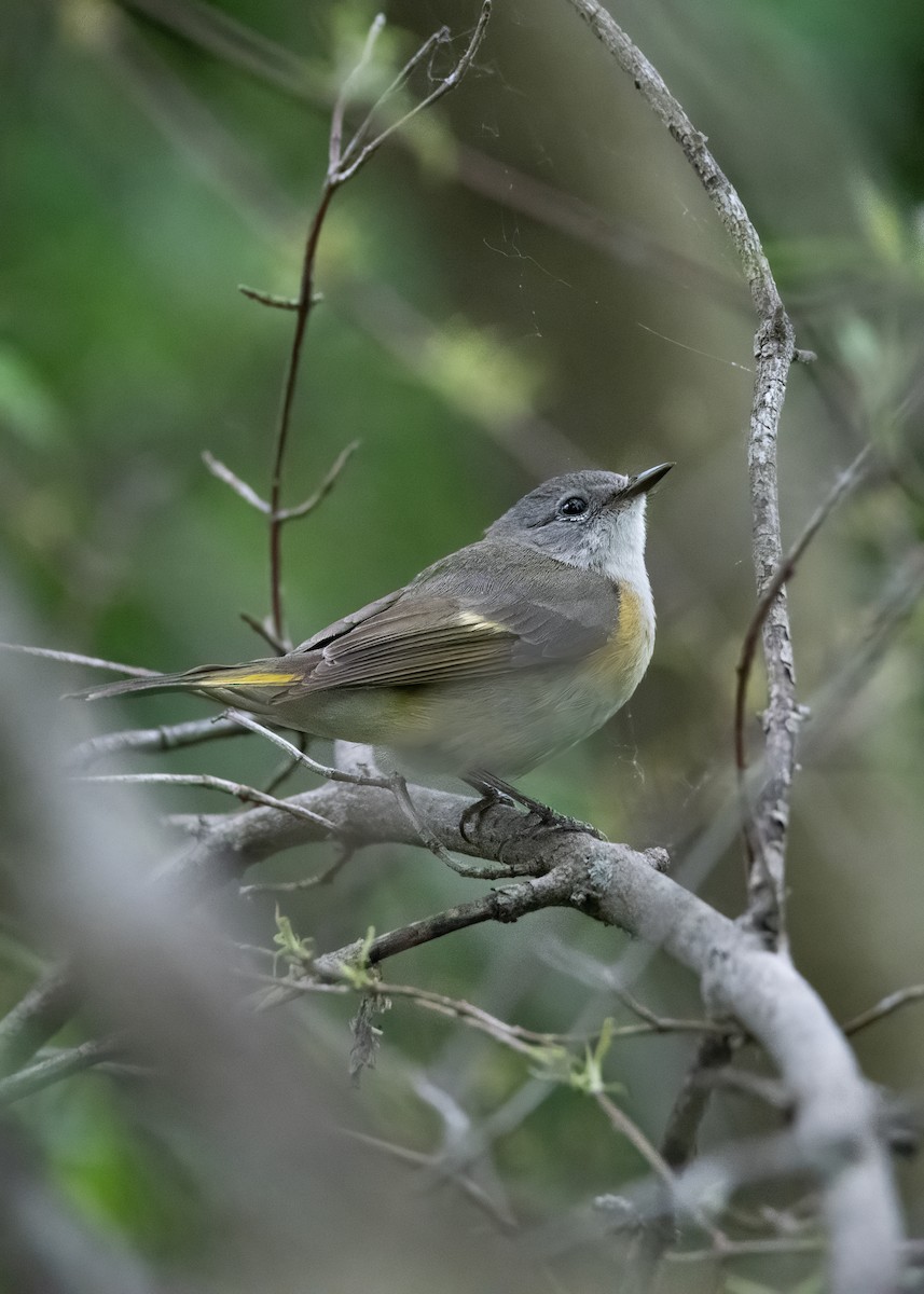 American Redstart - ML636048150