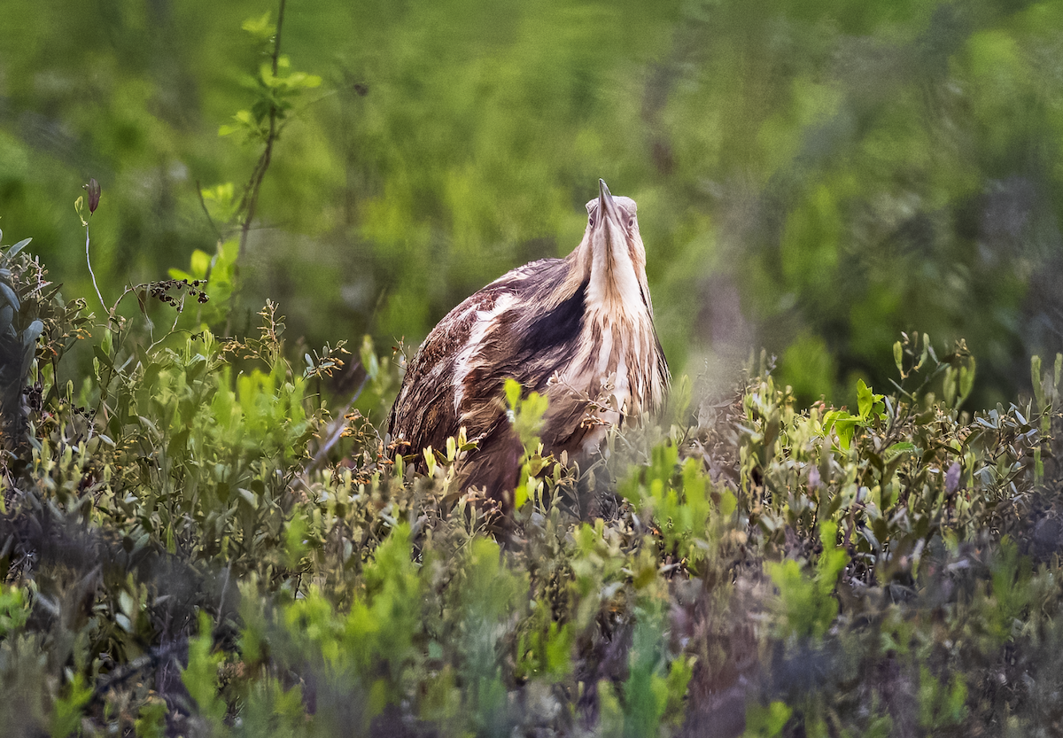 American Bittern - ML636048169