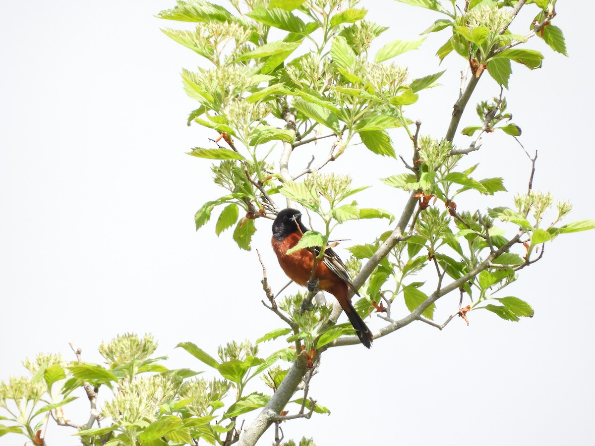 Oriole des vergers - ML636048202