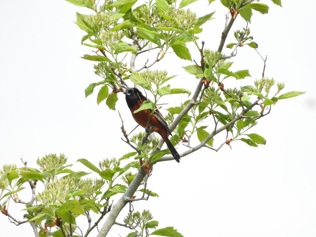 Oriole des vergers - ML636048203