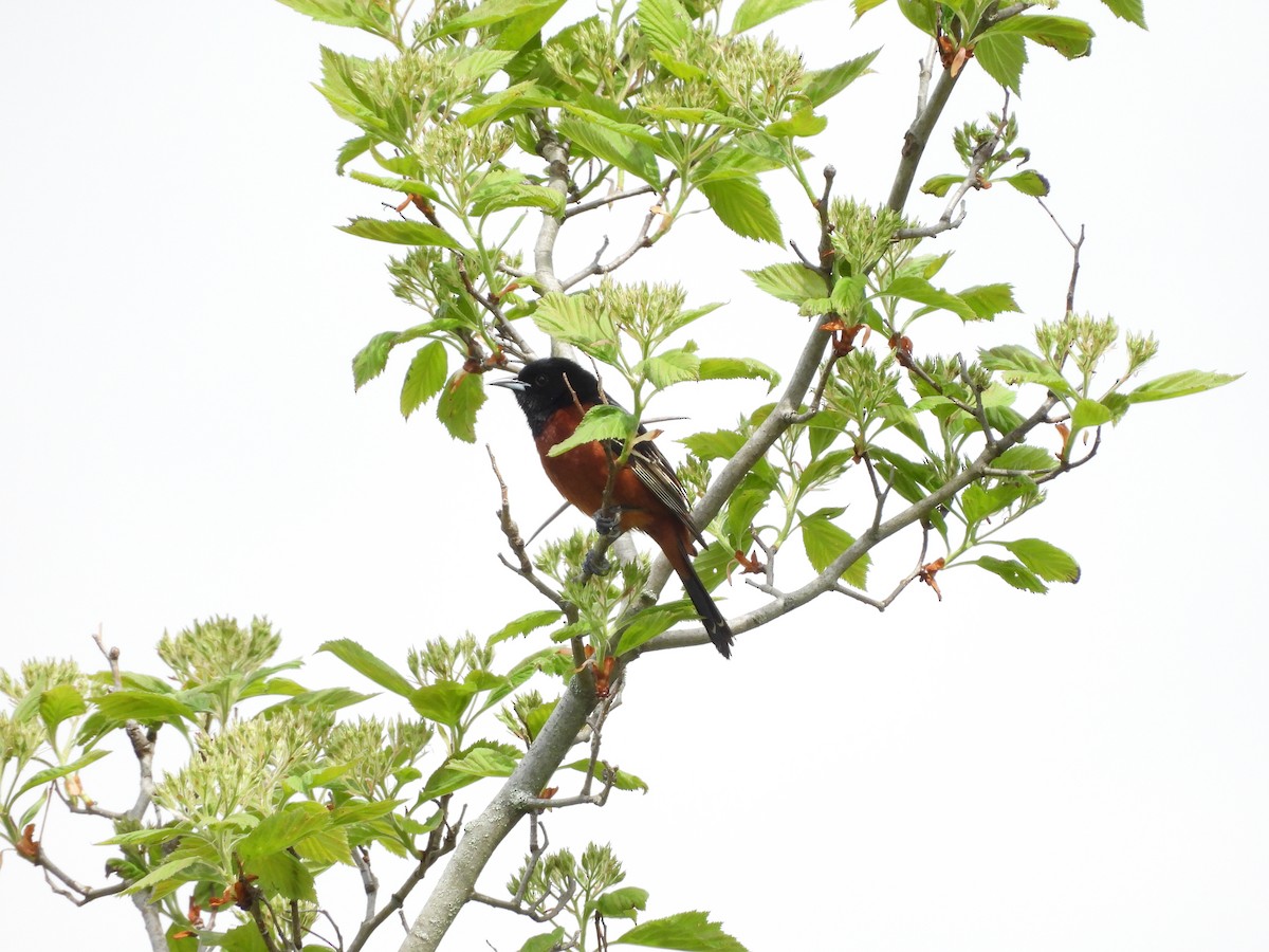 Oriole des vergers - ML636048204