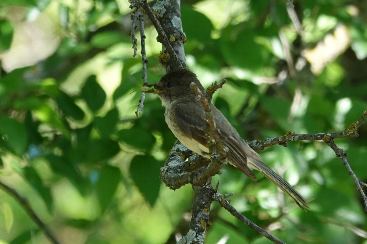 Eastern Phoebe - ML636048256
