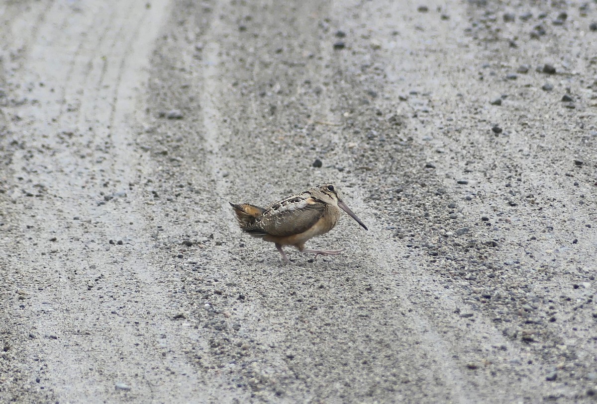 American Woodcock - ML636048352