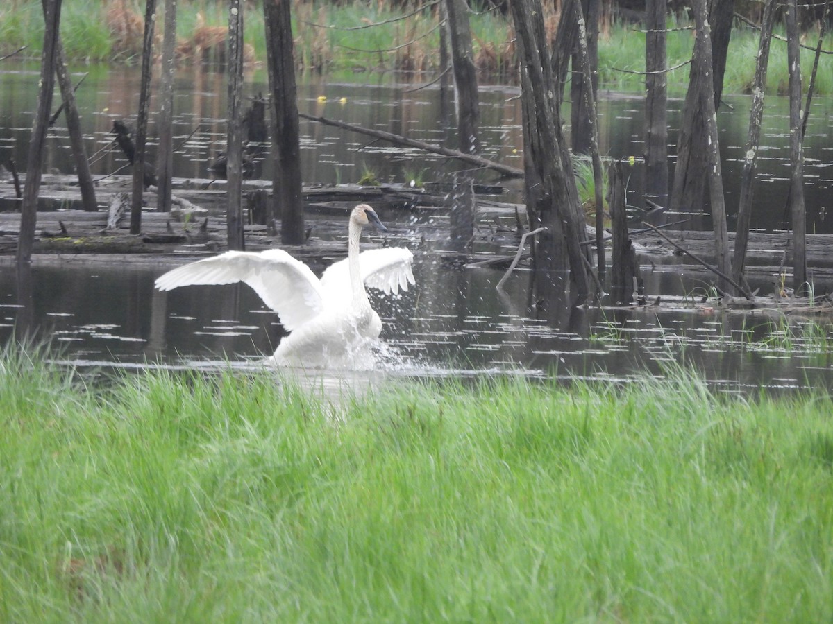 Cygne trompette - ML636048373