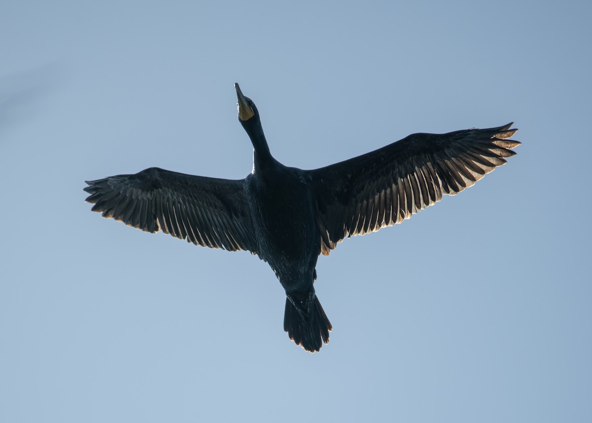 Cormoran à aigrettes - ML636048478