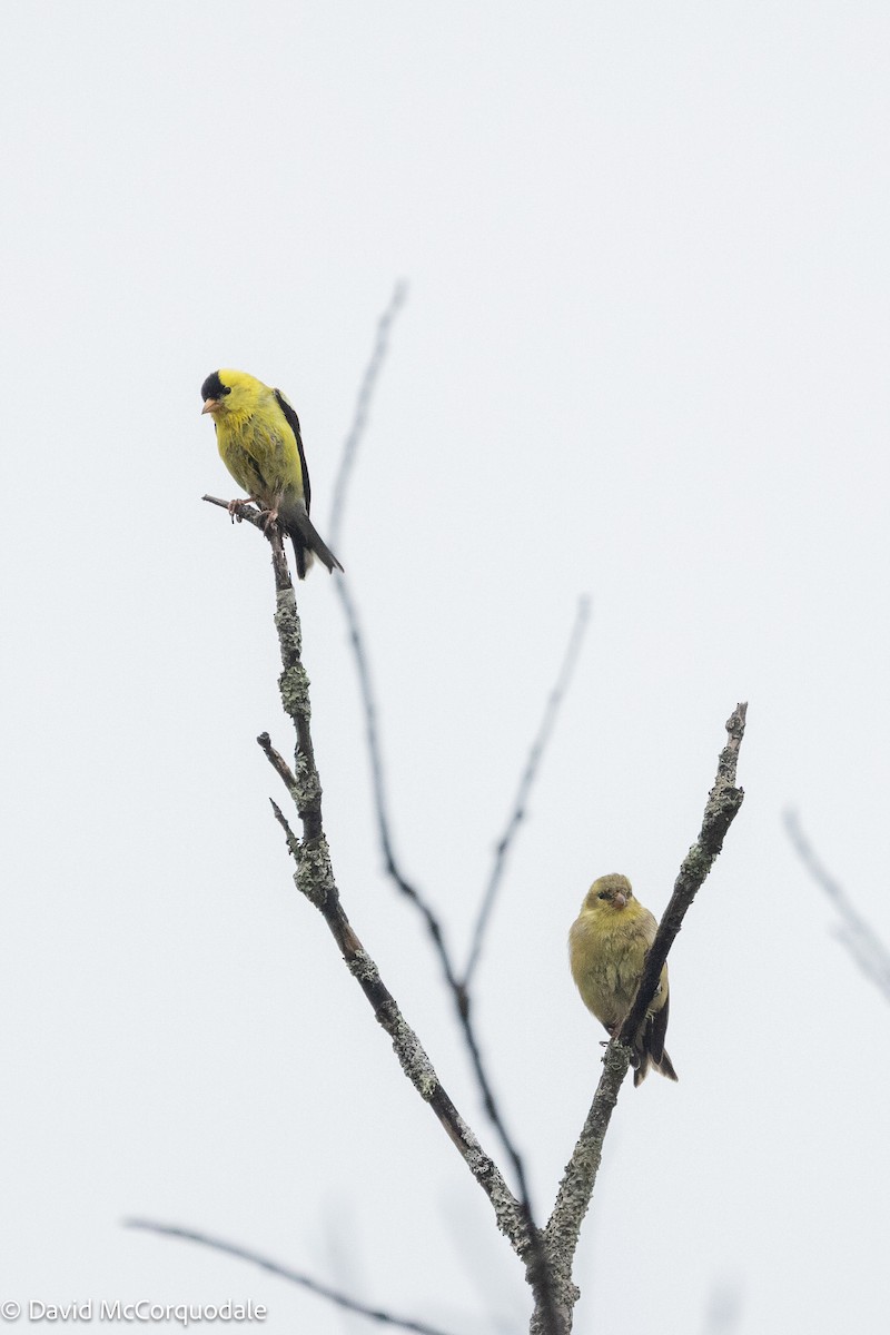American Goldfinch - ML636048480