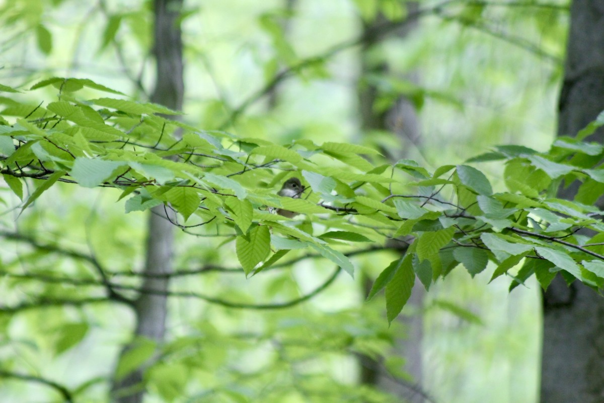 Acadian Flycatcher - ML636048605