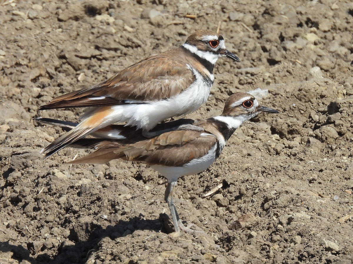 Killdeer - ML636048607