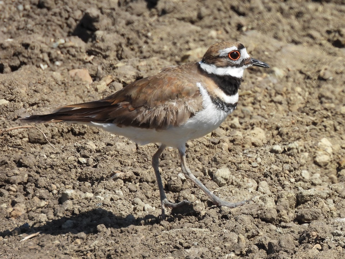 Killdeer - ML636048632