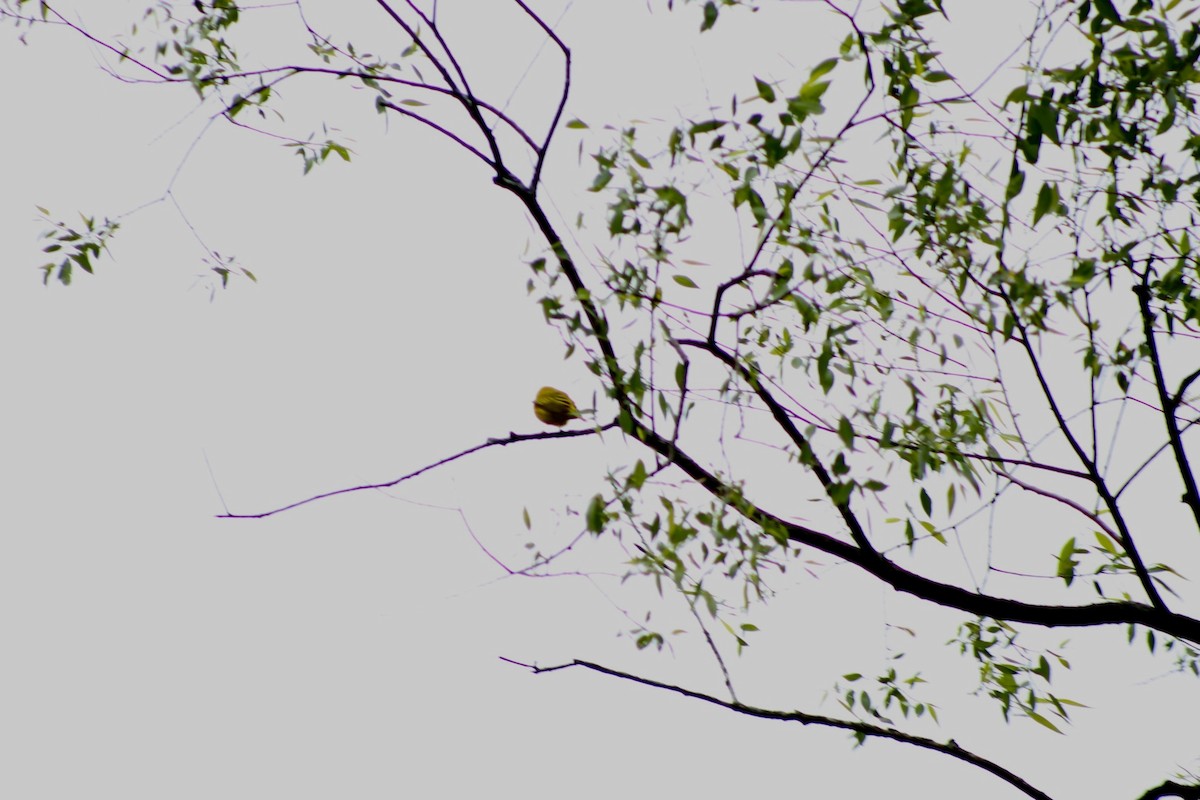 Northern Yellow Warbler - ML636048637