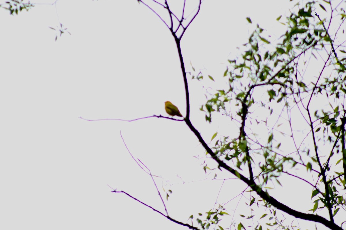 Northern Yellow Warbler - ML636048638