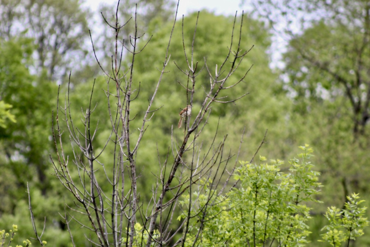 brunspottefugl - ML636048650