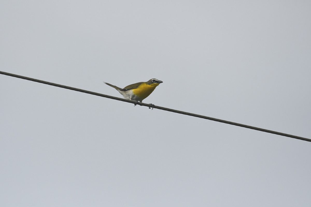 Yellow-breasted Chat - ML636048793