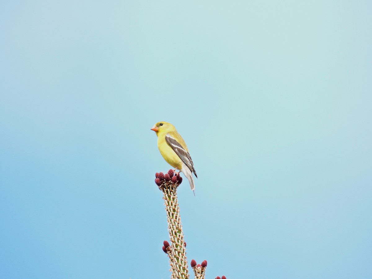 Chardonneret jaune - ML636048805