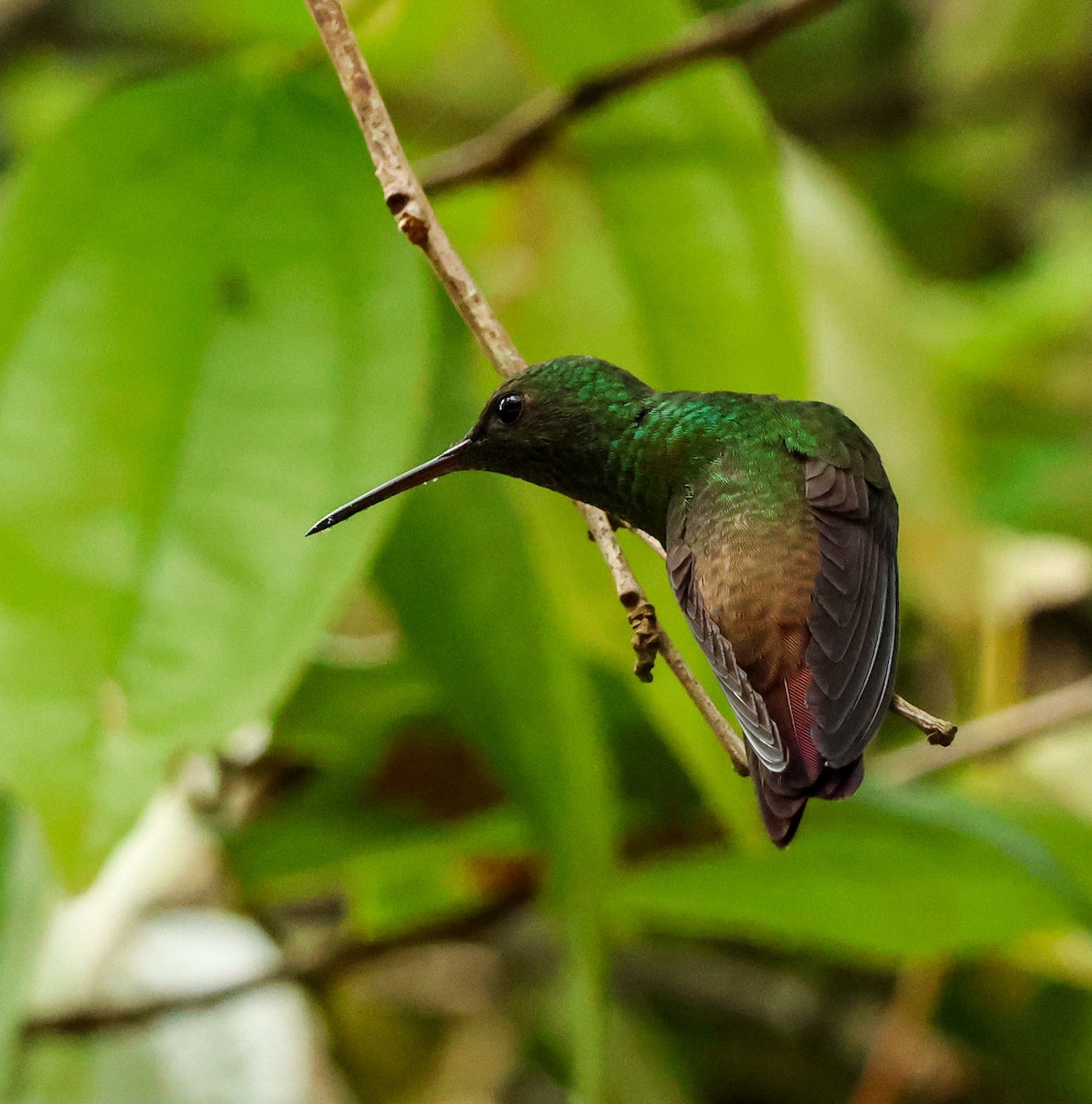 Green-bellied Hummingbird - ML636048828