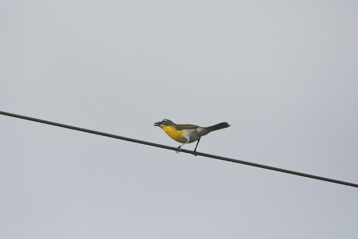 Yellow-breasted Chat - ML636048842