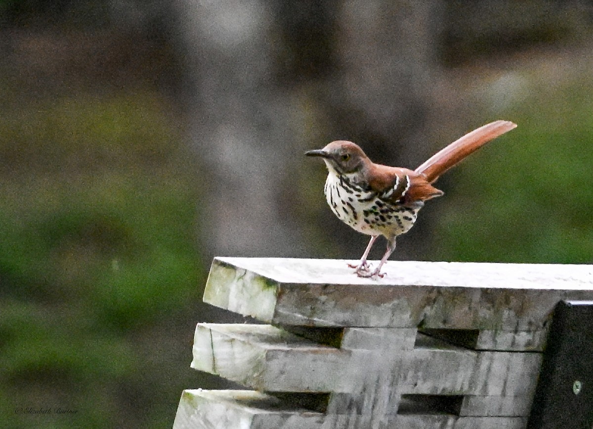 brunspottefugl - ML636048882